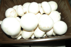 placedmushrooms01