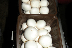 placedmushrooms02