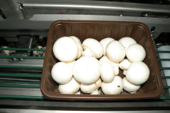 placedmushrooms03