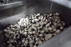 wastebin