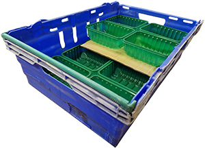 The Gamechanger Pro Plus 16 Punnets in two layers in a Tray for Big Mushrooms